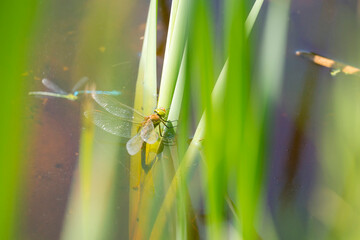 Green-eyed Hawker (Aeshna isoceles) female drop-off her eggs in a ditch and a tandem Damselflies flying by