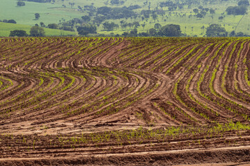 Plantação úmida e recém regada, brotando do solo. Paisagem vista de uma rodovia em Goiás.