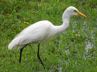 great egret