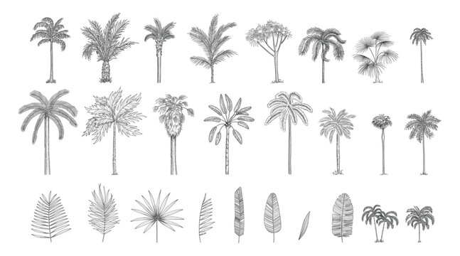 Set constructor from realistic black silhouettes isolated tropical palm trees, branch and separate banana leaves, talipot on a white background