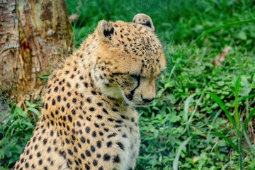 cheetah in the grass
