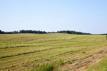 Fototapeta na wymiar Agricultural field with a large number of green cereals