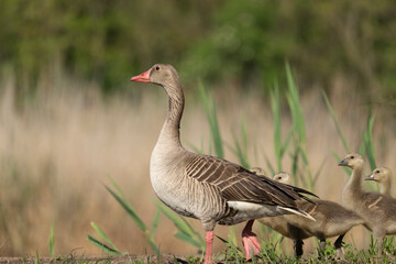 Family of greylag geese