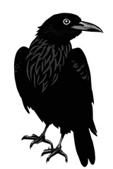 black raven on white background