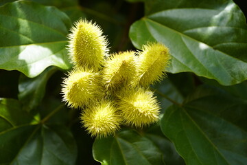 Bixa orellana, also known as achiote, is a shrub native to Central America. Bixa orellana is grown in many countries worldwide. Amazonas rainforest, Brasil.