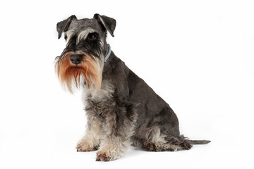 miniature Schnauzer black and silver isolated 