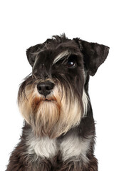 portrait of black and silver miniature schnauzer on white background 