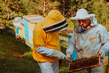 Beekeepers checking honey on the beehive frame in the field. Small business owners on apiary. Natural healthy food produceris working with bees and beehives on the apiary.
