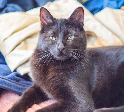 Le regard apaisant : Portrait d'un chat noir serein allong&eacute; sur un canap&eacute;

