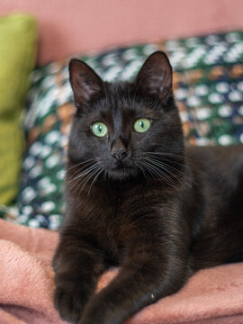 Portrait d'un chat noir avec des grands yeux verts &eacute;tonn&eacute;s 