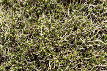 Thyme herb with tiny aromatic leaves. Macro image of fresh green thyme growing in the nature.