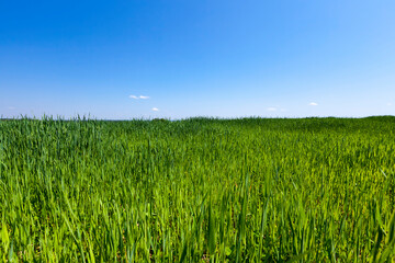 Agricultural field with a large number of green cereals