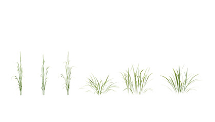 Bunches of grass on a transparent background. 3D rendering.