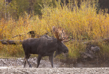 Bull Moose During the Rut in Autumn in Wyoming