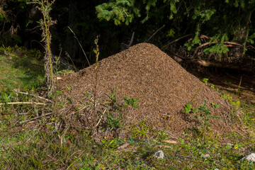 Ameisenhaufen im Wald