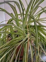 Fototapeta premium tree leaves