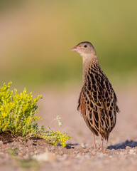 Corn crake - male bird at a meadow in the beginning of the summer