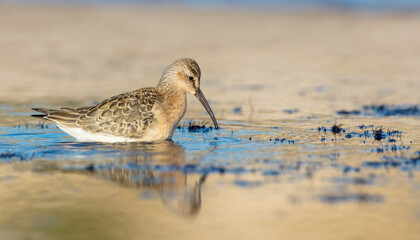 The curlew sandpiper - young bird at a seashore on the autumn migration way