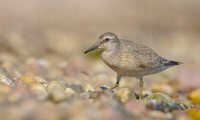 Red Knot - on the autumn migration way at a seashore