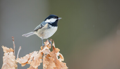 Coal tit in winter at a wet forest