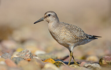 Red Knot - on the autumn migration way at a seashore