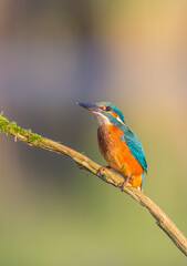 Common Kingfisher - at a wetland in summer
