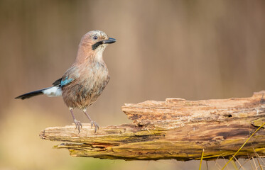 Eurasian Jay - in winter near the wetland at the wet forest