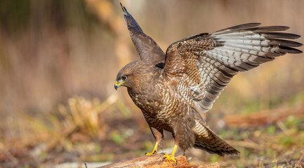 Common Buzzard in early spring at a wet forest