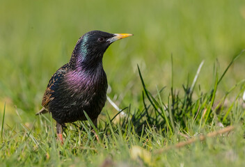 Common Starling - adult bird in spring