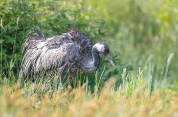 The common crane - male bird at a wetland in summer