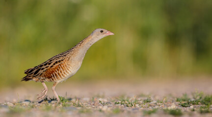 Corn crake - male bird at a meadow in the beginning of the summer