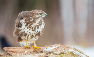 Common Buzzard in early spring at a wet forest