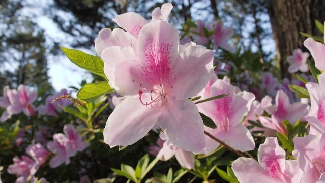 Colorful bright pink and white azalea flowers with natural green bush background.