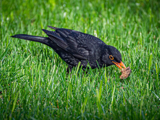 Schwarze Amsel beim Nuss knacken