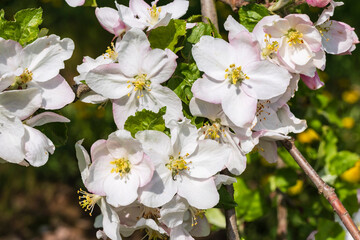 Close up of pink and white cherry blossoms in Franconian Switzerland/Germany