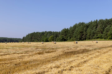 Obraz premium Yellow-golden straw on the field after harvesting in stacks