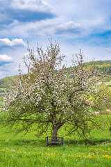 Cherry trees in full bloom near Pretzfeld - Germany in Franconian Switzerland
