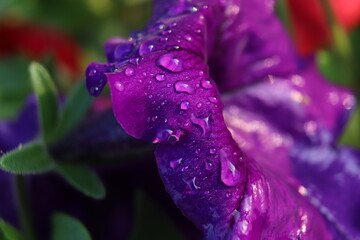 water drops on purple flower