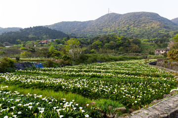 Calla lily field in Yangmingshan at Taipei
