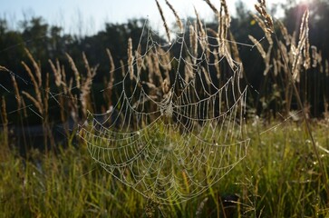 cobwebs in dew on grass stems