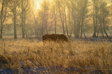 two horses graze in the autumn forest in late autumn 