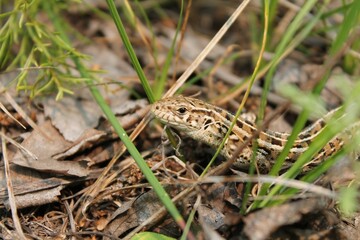 sand brown lizard (Lacerta agilis) in the grass
