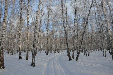 road in snowy winter birch forest