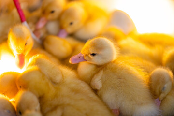 Cute young baby duck with warm light
