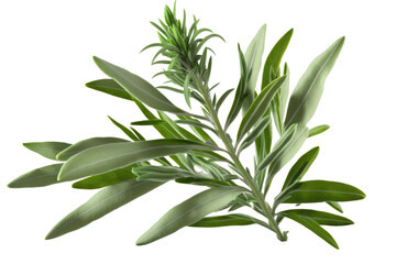Tarragon on Isolated Tansparent Background, png. Generative AI - obrazy, fototapety, plakaty