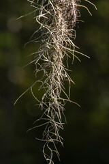 Obraz premium Spanish Moss Hanging From a Branch