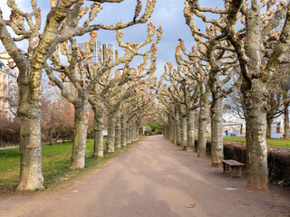 Tree-lined alley in winter along the river Main in Frankfurt, Germany