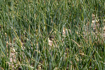Obraz premium An agricultural field with a harvest of onions in the summer