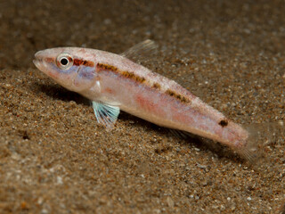 Juvenile goat fish - Parupeneus forskalii