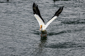 American White Pelican is one of the largest birds in North America with a wingspan of over 9'.